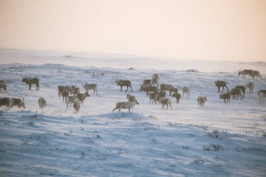 Gün batımından hemen önce Norveç tepelerinde dinlenen bir geyik sabunun güzel bir akşam manzarası. İskandinav manzarası.