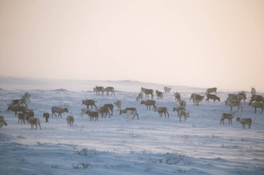 Gün batımından hemen önce Norveç tepelerinde dinlenen bir geyik sabunun güzel bir akşam manzarası. İskandinav manzarası.