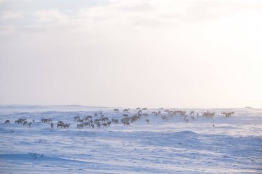 Gün batımından hemen önce Norveç tepelerinde dinlenen bir geyik sabunun güzel bir akşam manzarası. İskandinav manzarası.