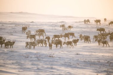 Gün batımından hemen önce Norveç tepelerinde dinlenen bir geyik sabunun güzel bir akşam manzarası. İskandinav manzarası.