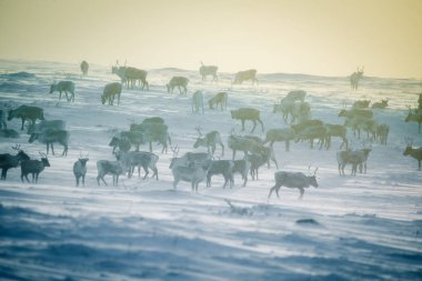 Gün batımından hemen önce Norveç tepelerinde dinlenen bir geyik sabunun güzel bir akşam manzarası. İskandinav manzarası.