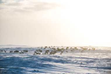 Gün batımından hemen önce Norveç tepelerinde dinlenen bir geyik sabunun güzel bir akşam manzarası. İskandinav manzarası.