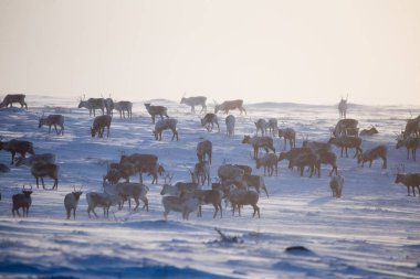 Gün batımından hemen önce Norveç tepelerinde dinlenen bir geyik sabunun güzel bir akşam manzarası. İskandinav manzarası.