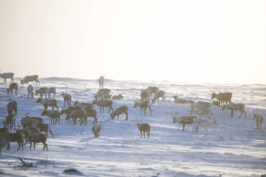Gün batımından hemen önce Norveç tepelerinde dinlenen bir geyik sabunun güzel bir akşam manzarası. İskandinav manzarası.