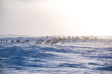 Gün batımından hemen önce Norveç tepelerinde dinlenen bir geyik sabunun güzel bir akşam manzarası. İskandinav manzarası.