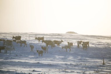 Gün batımından hemen önce Norveç tepelerinde dinlenen bir geyik sabunun güzel bir akşam manzarası. İskandinav manzarası.