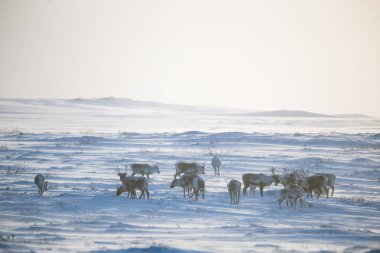 Gün batımından hemen önce Norveç tepelerinde dinlenen bir geyik sabunun güzel bir akşam manzarası. İskandinav manzarası.