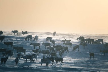 Gün batımından hemen önce Norveç tepelerinde dinlenen bir geyik sabunun güzel bir akşam manzarası. İskandinav manzarası.