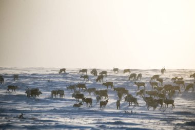 Gün batımından hemen önce Norveç tepelerinde dinlenen bir geyik sabunun güzel bir akşam manzarası. İskandinav manzarası.