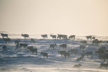 Gün batımından hemen önce Norveç tepelerinde dinlenen bir geyik sabunun güzel bir akşam manzarası. İskandinav manzarası.