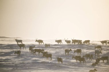 Gün batımından hemen önce Norveç tepelerinde dinlenen bir geyik sabunun güzel bir akşam manzarası. İskandinav manzarası.