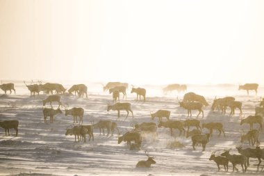 Gün batımından hemen önce Norveç tepelerinde dinlenen bir geyik sabunun güzel bir akşam manzarası. İskandinav manzarası.