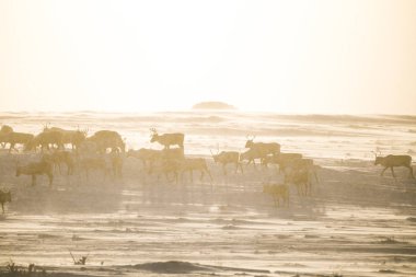 Gün batımından hemen önce Norveç tepelerinde dinlenen bir geyik sabunun güzel bir akşam manzarası. İskandinav manzarası.