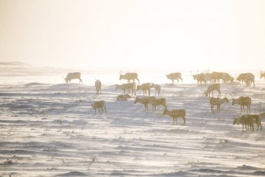 Gün batımından hemen önce Norveç tepelerinde dinlenen bir geyik sabunun güzel bir akşam manzarası. İskandinav manzarası.