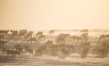 Gün batımından hemen önce Norveç tepelerinde dinlenen bir geyik sabunun güzel bir akşam manzarası. İskandinav manzarası.
