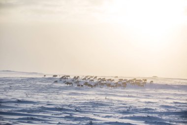 Gün batımından hemen önce Norveç tepelerinde dinlenen bir geyik sabunun güzel bir akşam manzarası. İskandinav manzarası.