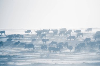 Gün batımından hemen önce Norveç tepelerinde dinlenen bir geyik sabunun güzel bir akşam manzarası. İskandinav manzarası.