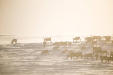 Gün batımından hemen önce Norveç tepelerinde dinlenen bir geyik sabunun güzel bir akşam manzarası. İskandinav manzarası.