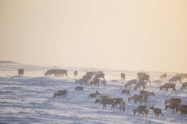 Gün batımından hemen önce Norveç tepelerinde dinlenen bir geyik sabunun güzel bir akşam manzarası. İskandinav manzarası.