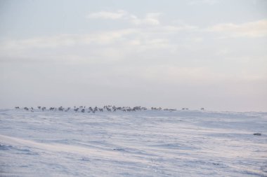 Gün batımından hemen önce Norveç tepelerinde dinlenen bir geyik sabunun güzel bir akşam manzarası. İskandinav manzarası.