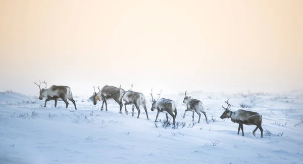 Gün batımından hemen önce Norveç tepelerinde dinlenen bir geyik sabunun güzel bir akşam manzarası. İskandinav manzarası.