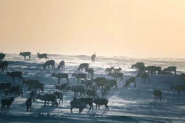 Gün batımından hemen önce Norveç tepelerinde dinlenen bir geyik sabunun güzel bir akşam manzarası. İskandinav manzarası.
