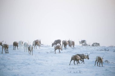 Gün batımından hemen önce Norveç tepelerinde dinlenen bir geyik sabunun güzel bir akşam manzarası. İskandinav manzarası.