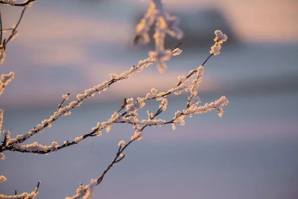 小さなノルウェーのトン ロスの美しい夕日の風景 夕日のある冬の風景 温かくリラックスした雰囲気 — ストック写真