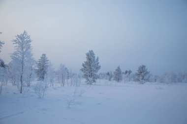 Kışın Norveç tepelerinde güzel, sisli bir sabah. Beyaz, puslu manzara. Küçük Norveç kasabası Roros yakınlarında.