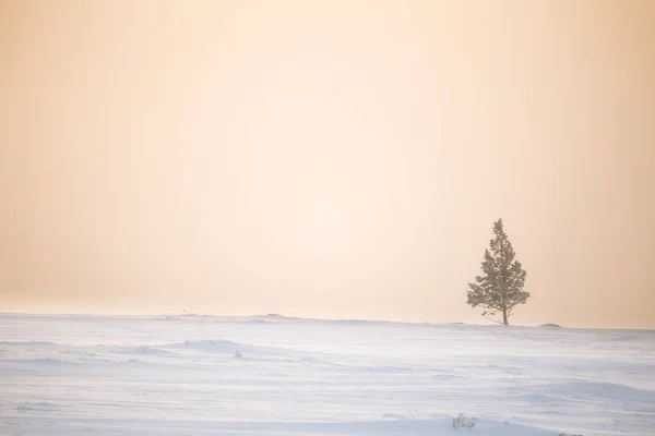 Una Bella Mattina Nebbiosa Sulle Colline Norvegesi Inverno Paesaggio Bianco — Foto Stock