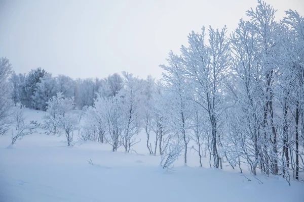 Una Hermosa Mañana Brumosa Las Colinas Noruegas Invierno Paisaje Blanco —  Fotos de Stock