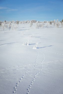 Kışın Norveç tepelerinde güzel, sisli bir sabah. Beyaz, puslu manzara. Küçük Norveç kasabası Roros yakınlarında.