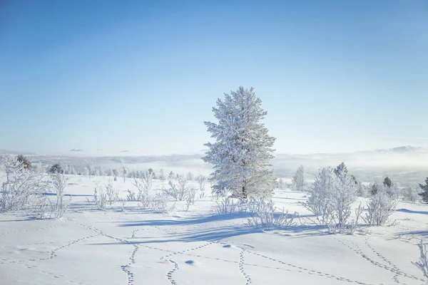 Una Hermosa Mañana Brumosa Las Colinas Noruegas Invierno Paisaje Blanco — Foto de Stock