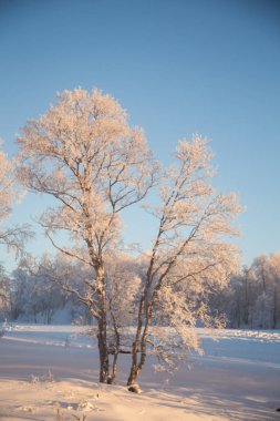 Norveç'te güzel bir kış manzarası. Karlı manzara. İskandinav kışı.