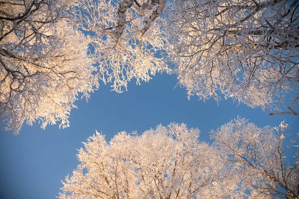 Uma Bela Paisagem Inverno Noruega Cenário Nevado Inverno Escandinavo — Fotografia de Stock