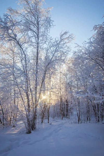 Hermoso Paisaje Invernal Noruega Paisajes Nevados Invierno Escandinavo —  Fotos de Stock