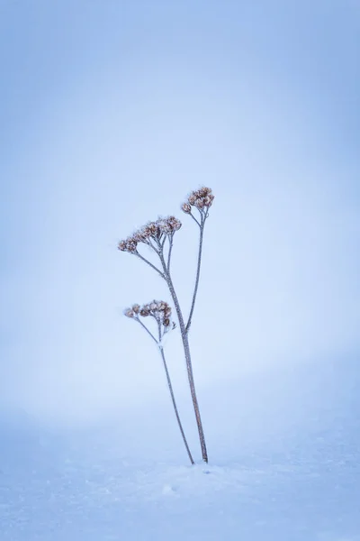 Bellissimo Paesaggio Invernale Norvegia Paesaggio Innevato Inverno Scandinavo — Foto Stock