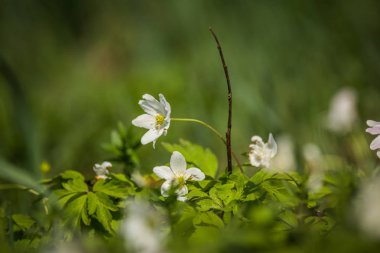 Güzel yabani anemon çiçekleri bir graden büyüyen. Ormanda bahar çiçeği. Doğal yaşam alanında bir bahar çiçeğinin yakın çekim.