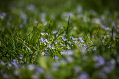İlkbaharda çimenlerde çiçek açan güzel, küçük mavi çiçekler. Bahçede bahar çiçekleri.