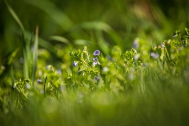 İlkbaharda çimenlerde çiçek açan güzel, küçük mavi çiçekler. Bahçede bahar çiçekleri.