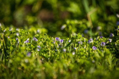 İlkbaharda çimenlerde çiçek açan güzel, küçük mavi çiçekler. Bahçede bahar çiçekleri.