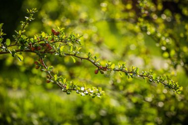 Baharda bir cydonia çalı güzel dalları. Turuncu cydonia çiçek tomurcukları. Bahar bahçe çalı.