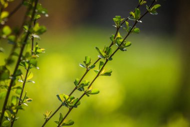 Baharda bir cydonia çalı güzel dalları. Turuncu cydonia çiçek tomurcukları. Bahar bahçe çalı.