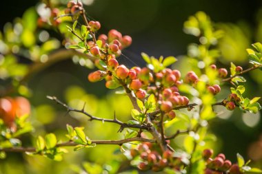 Baharda bir cydonia çalı güzel dalları. Turuncu cydonia çiçek tomurcukları. Bahar bahçe çalı.