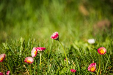 Güzel ortak papatyalar çimenlerde kuruyan. Bahçede çiçek açan papatya. Çimenlerde küçük bahar çiçekleri.