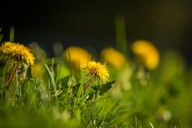 Çimenlerde yetişen güzel yenilebilir karahindibalar. Bahçede bahar çiçekleri. Sarı bir karahindiba nın yakın çekim.