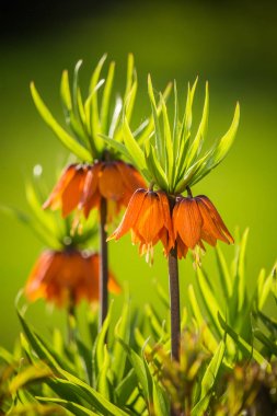 Bahçede yetişen güzel turuncu imparatorluk fritillaries. Bahar çiçeği çiçekleri. Bahçede portakal çiçekleri.