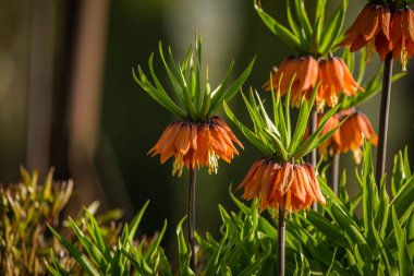Bahçede yetişen güzel turuncu imparatorluk fritillaries. Bahar çiçeği çiçekleri. Bahçede portakal çiçekleri.