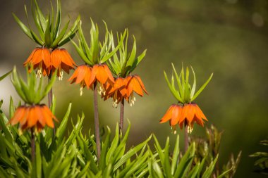 Bahçede yetişen güzel turuncu imparatorluk fritillaries. Bahar çiçeği çiçekleri. Bahçede portakal çiçekleri.