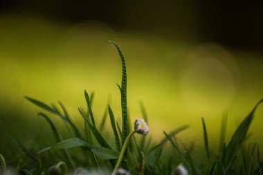 Baharda güzel, taze, yeşil çimenler. Güneşli bir günde bahçe çimi. Bir çimin yakın çekim.